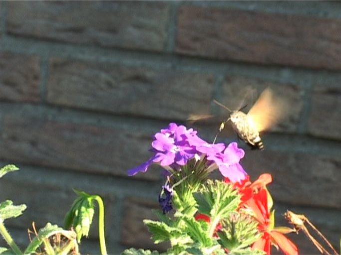 Taubenschwänzchen ( Macroglossum stellatarum ) : Moers, in unserem Garten, 05.09.2005